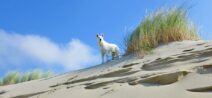 Urlaub mit Hund auf Römö