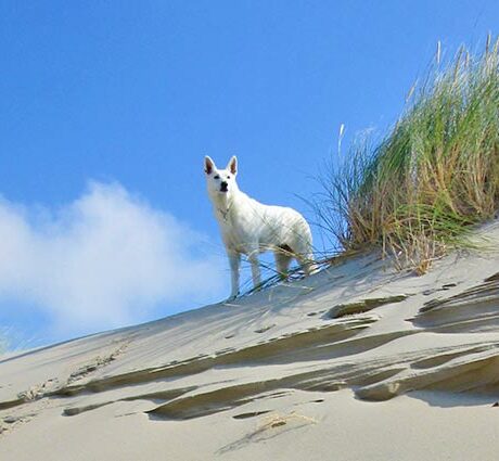 Urlaub mit Hund auf Römö