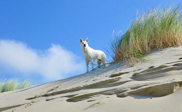 Urlaub mit Hund auf Römö